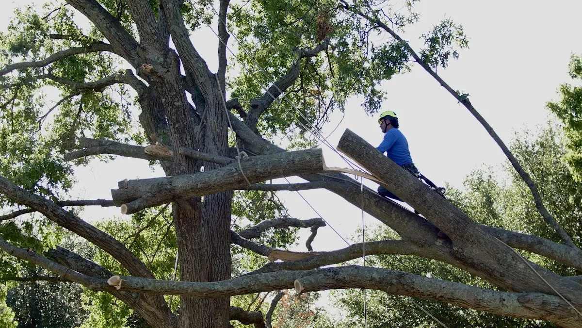Professional Hazardous Tree Removal performed by certified arborists in Longdale