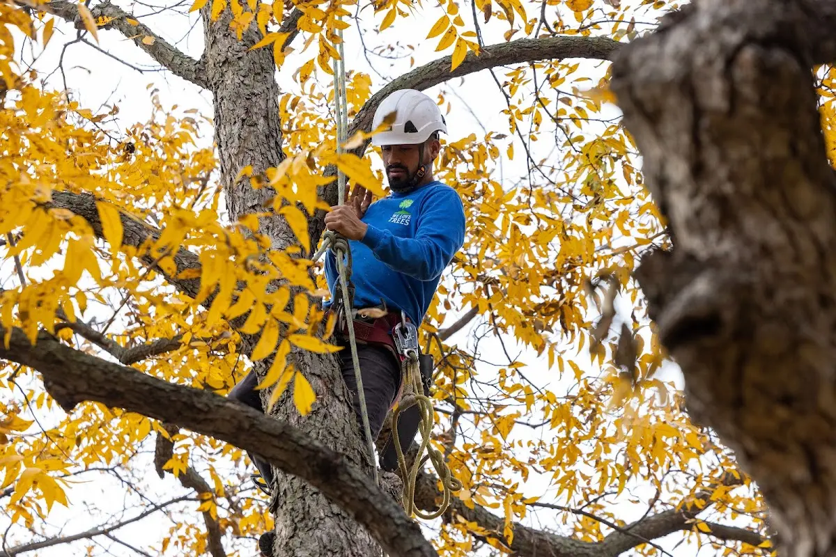 Skilled Tree Disease Treatment crew working in Longdale