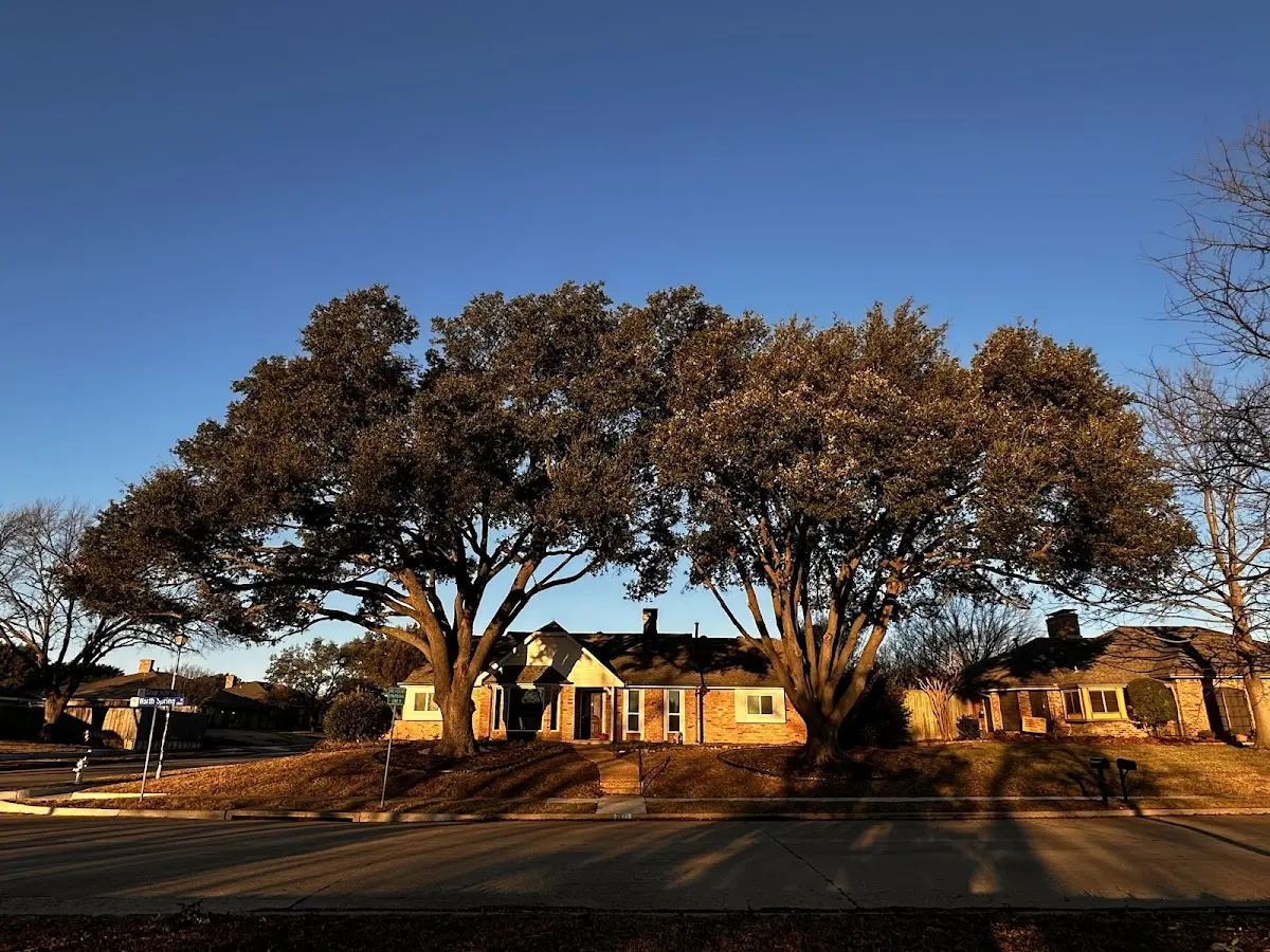 Established residential canopy tree shading a home in Longdale